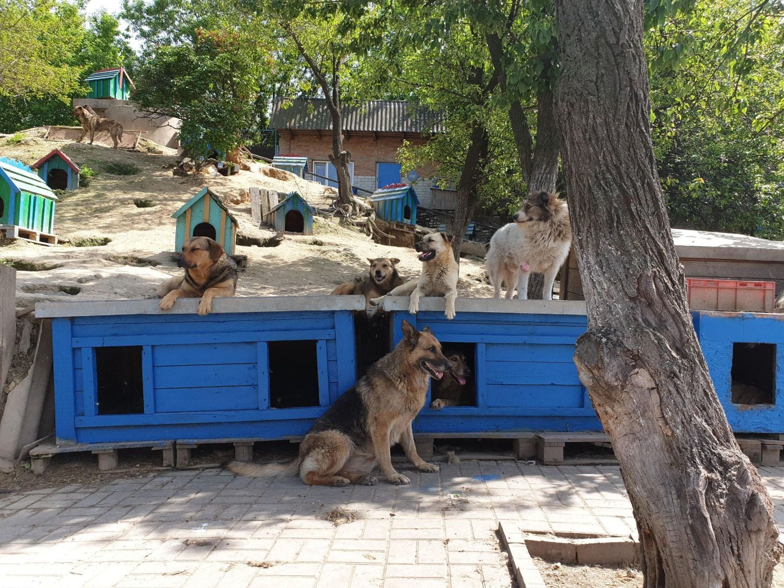 Притулок для тварин SOS