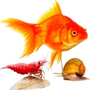 Акваріумне обладнання «Карасик»