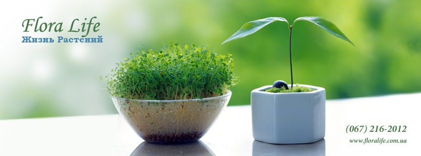 Магазин «Флора Лайф»