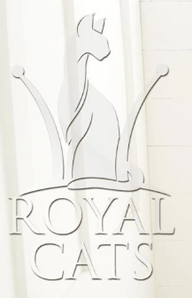 Розплідник Royal Cats