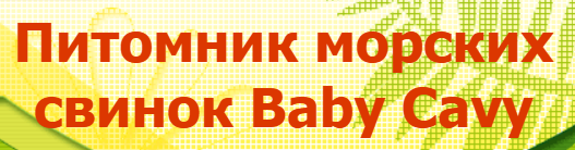 Розплідник Baby Cavy