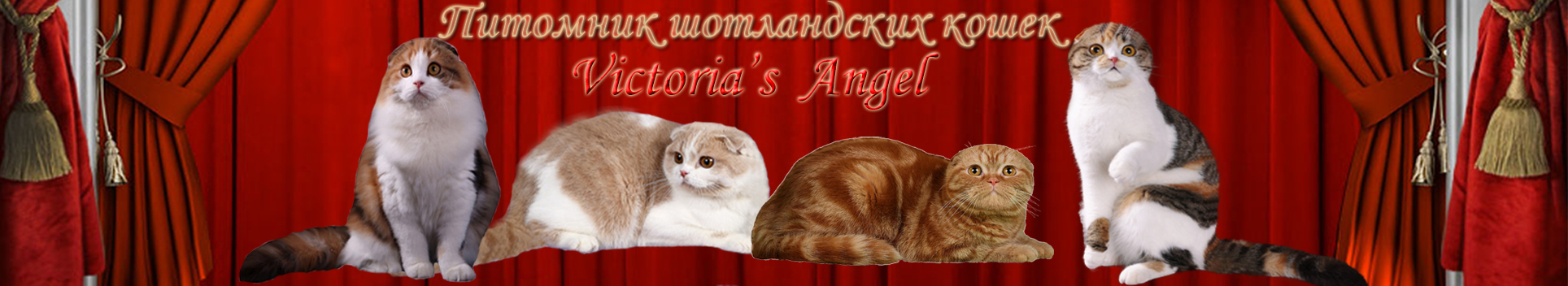 Розплідник Virnyi Anhel