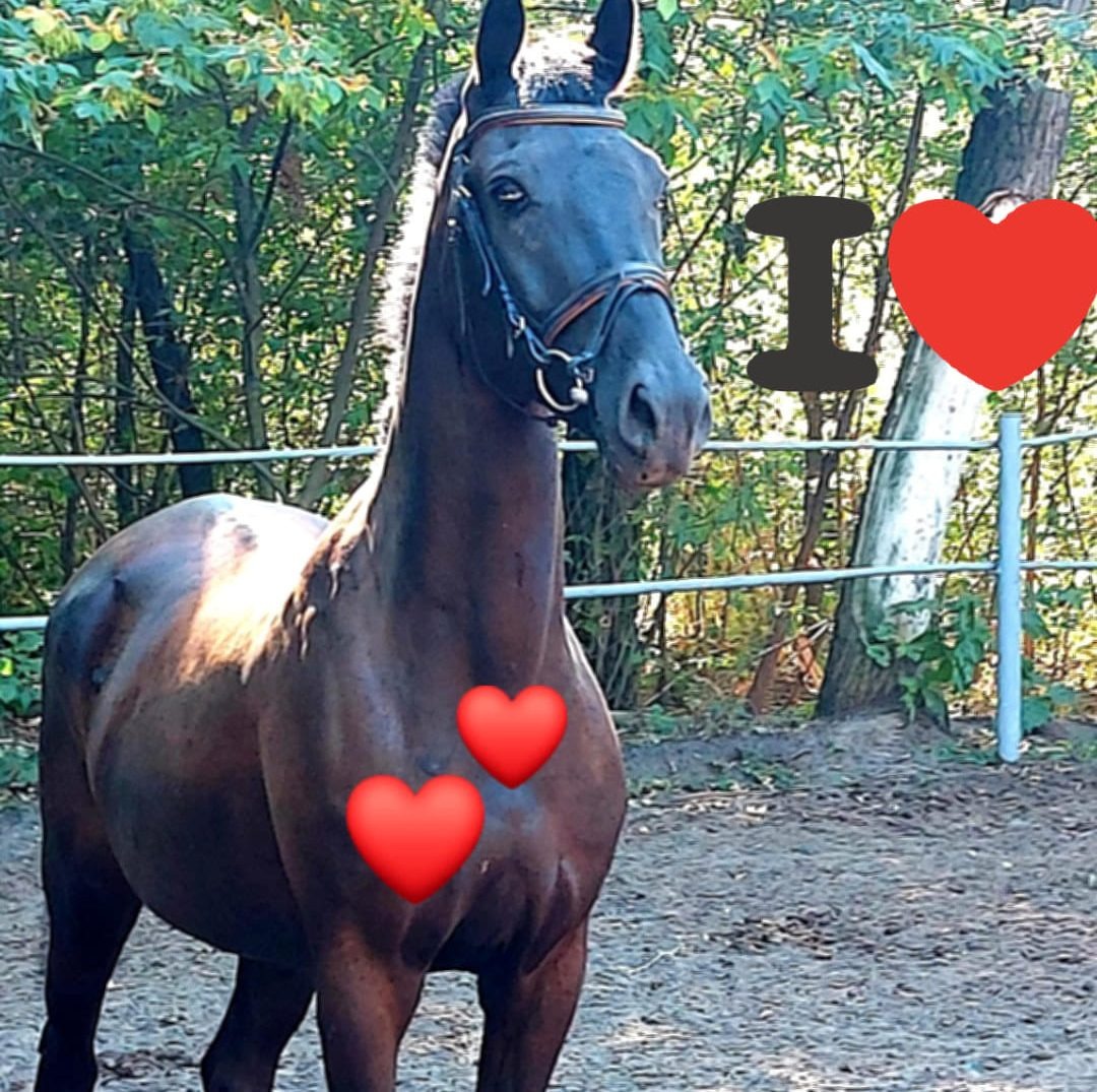 ГО "Жива планета- сталє майбутнє кінний клуб Аргамак "