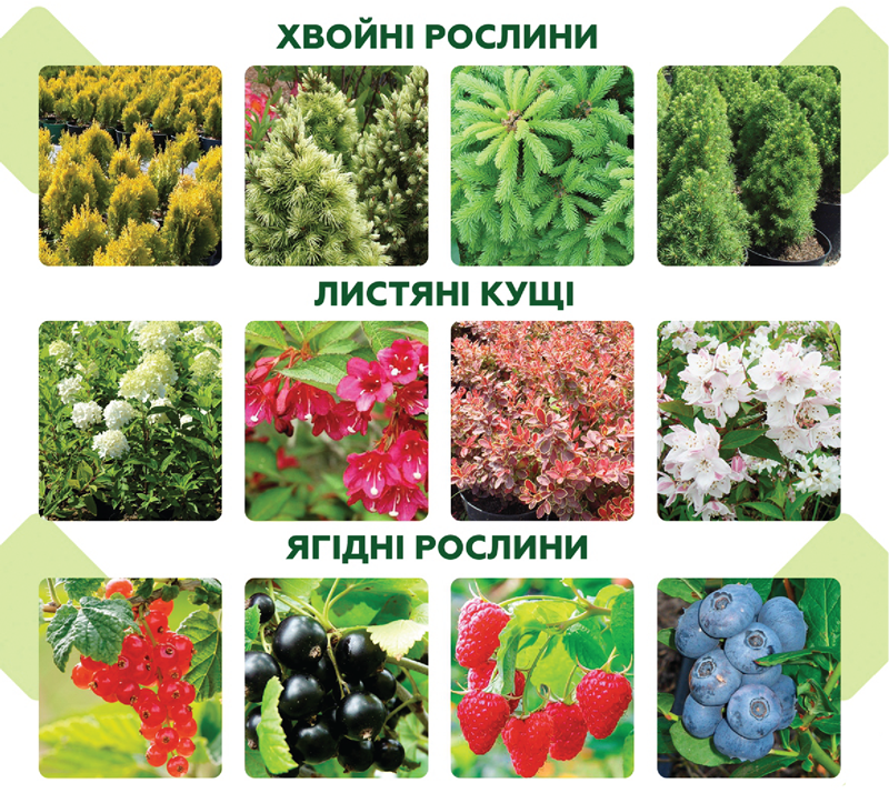 Розплідник Агрус