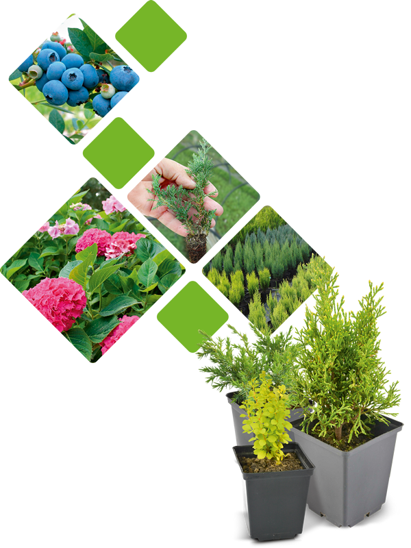 Розплідник Агрус