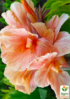 Онлайн-супермаркет товарів для саду, городу та будинку Agro-Market.ua