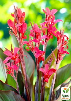 Онлайн-супермаркет товарів для саду, городу та будинку Agro-Market.ua