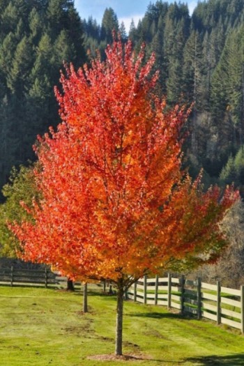 Садовий центр Proxima