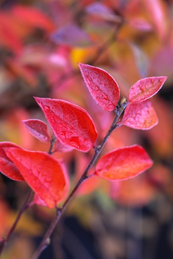 Садовий центр Proxima