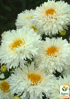 Онлайн-супермаркет товарів для саду, городу та будинку Agro-Market.ua