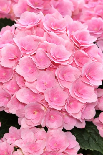 Садовий центр Proxima