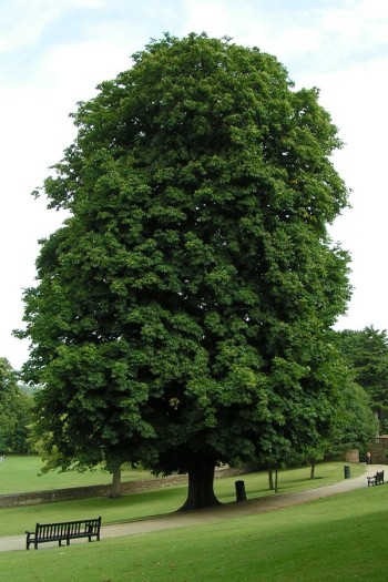 Садовий центр Proxima