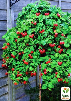 Онлайн-супермаркет товарів для саду, городу та будинку Agro-Market.ua