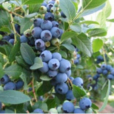 Розплідник Агрус