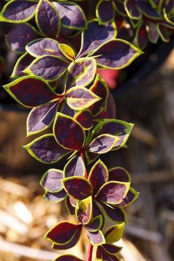 Садовий центр Proxima