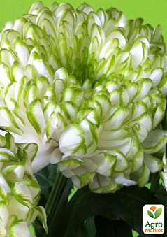 Онлайн-супермаркет товарів для саду, городу та будинку Agro-Market.ua