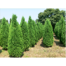 Розплідник Агрус