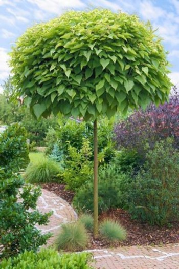 Садовий центр Proxima