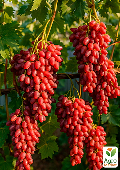 Онлайн-супермаркет товарів для саду, городу та будинку Agro-Market.ua