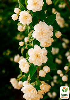 Онлайн-супермаркет товарів для саду, городу та будинку Agro-Market.ua