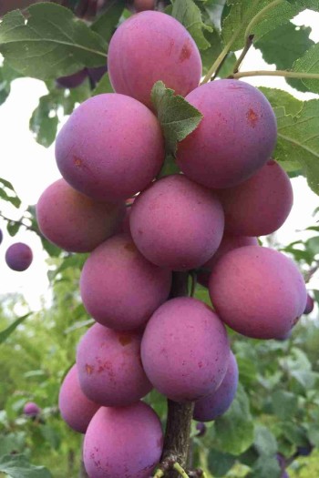 Садовий центр Proxima