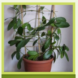 Магазин семян У-Дача Агро