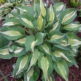 Питомник саженцев Green Edem