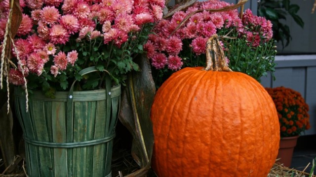 Интернет-магазин AgroMisto