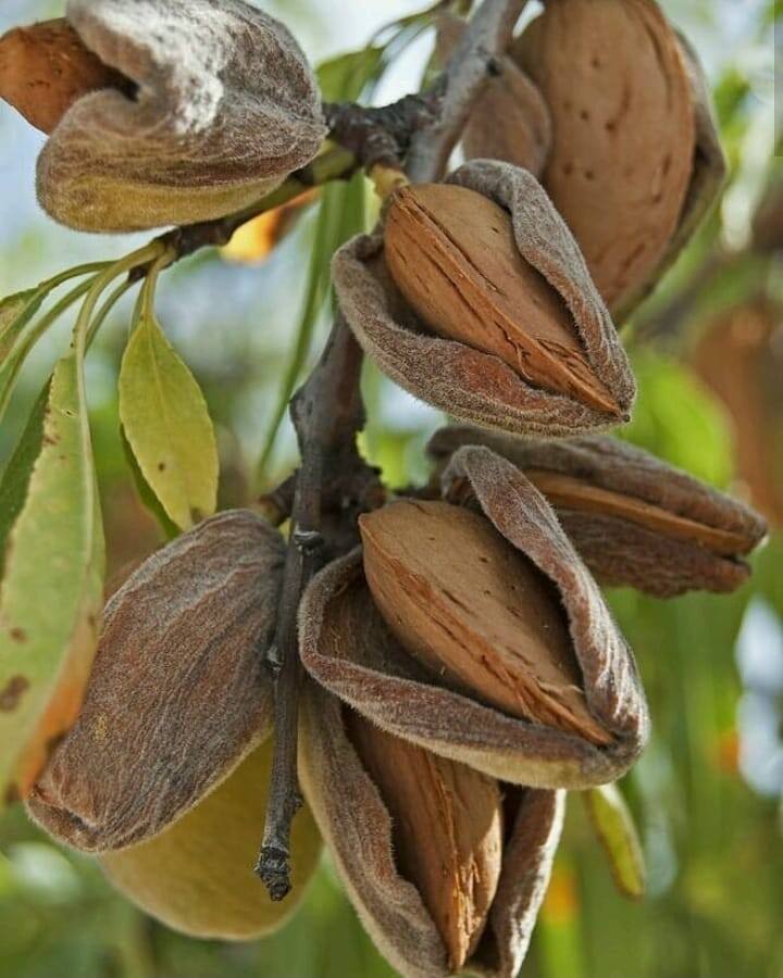 Интернет-магазин семян Зернятко