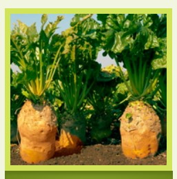 Магазин семян У-Дача Агро