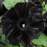 Интернет-магазин "Профессиональные семена"