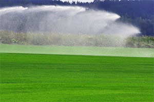 ЦЕНТР ГАЗОННЫХ ТРАВ