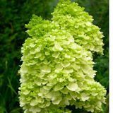 Питомник саженцев Green Edem