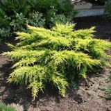 Питомник саженцев Green Edem