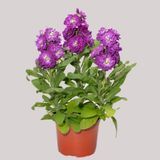 Интернет-магазин "Профессиональные семена"