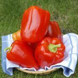 Интернет-магазин "Профессиональные семена"