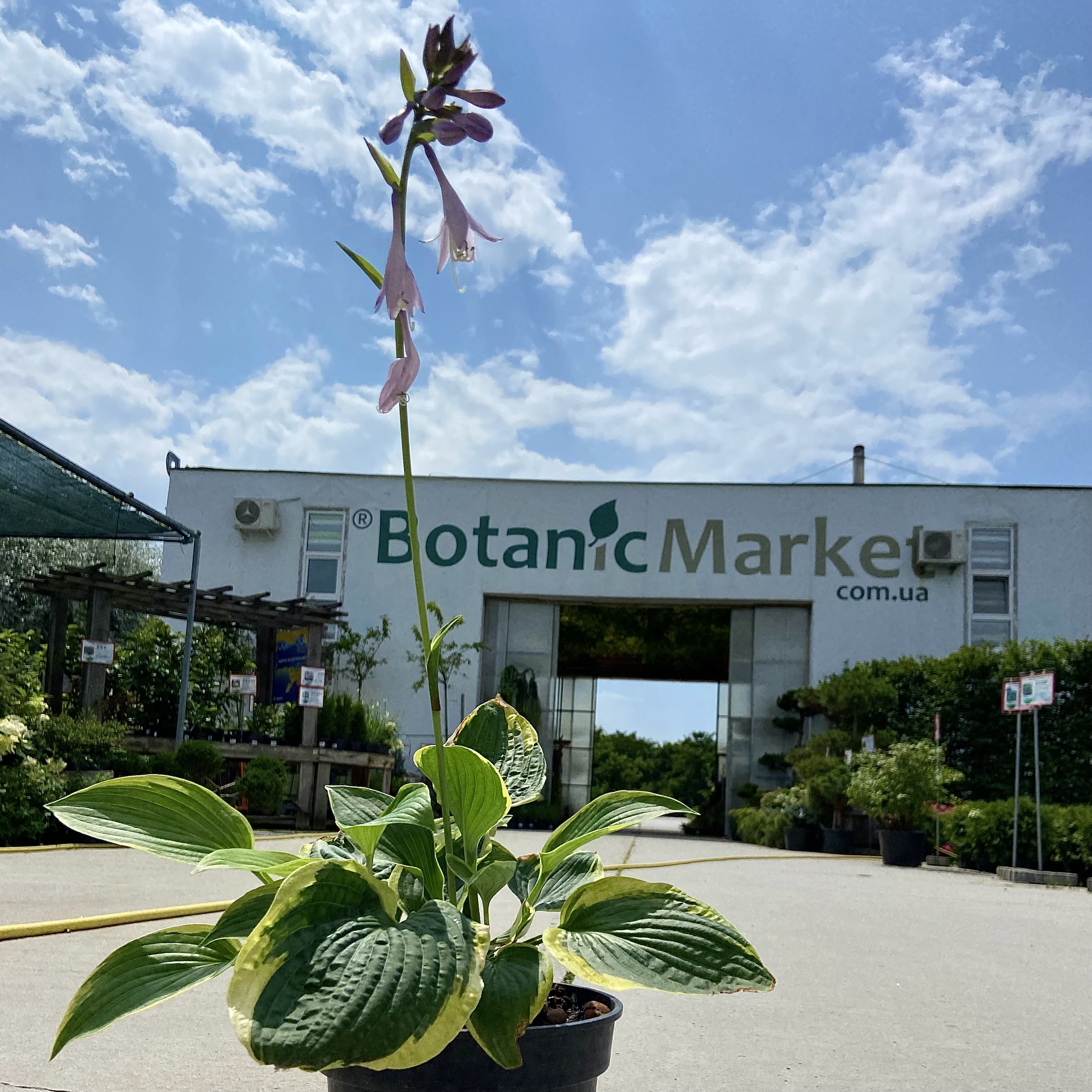 Супермаркет декоративных и плодовых растений Botanic Market