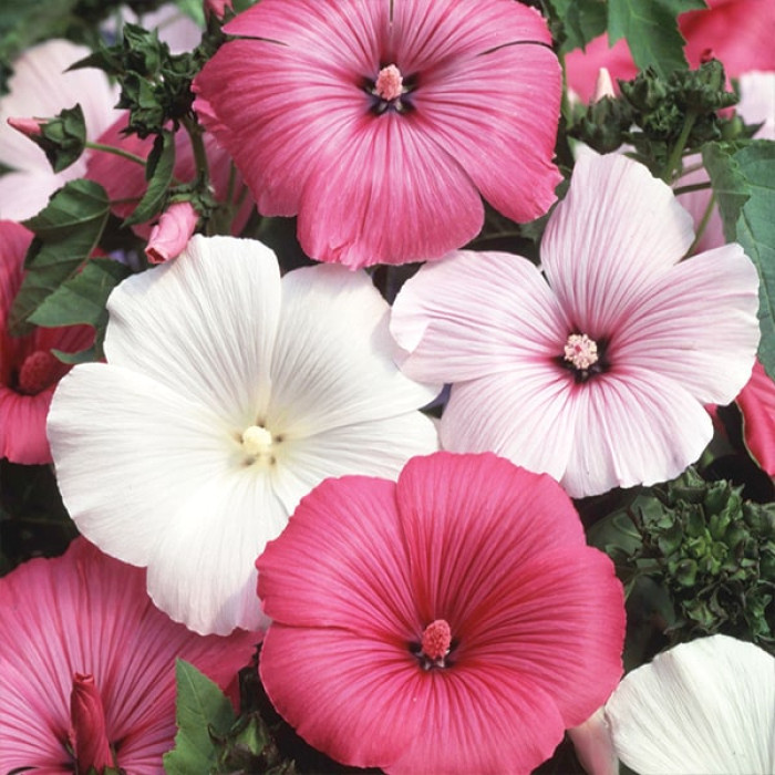 Интернет-магазин Веснодар