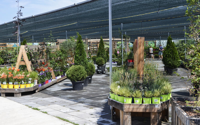 Супермаркет декоративных и плодовых растений Botanic Market