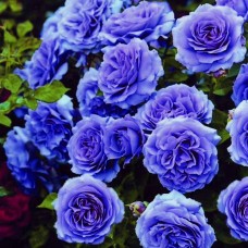 Интернет-магазин AgroMisto