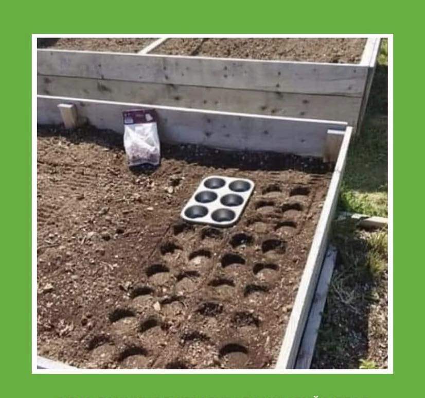 Интернет-магазин семян Зернятко