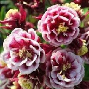 Интернет-магазин AgroMisto