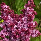 Питомник саженцев Green Edem