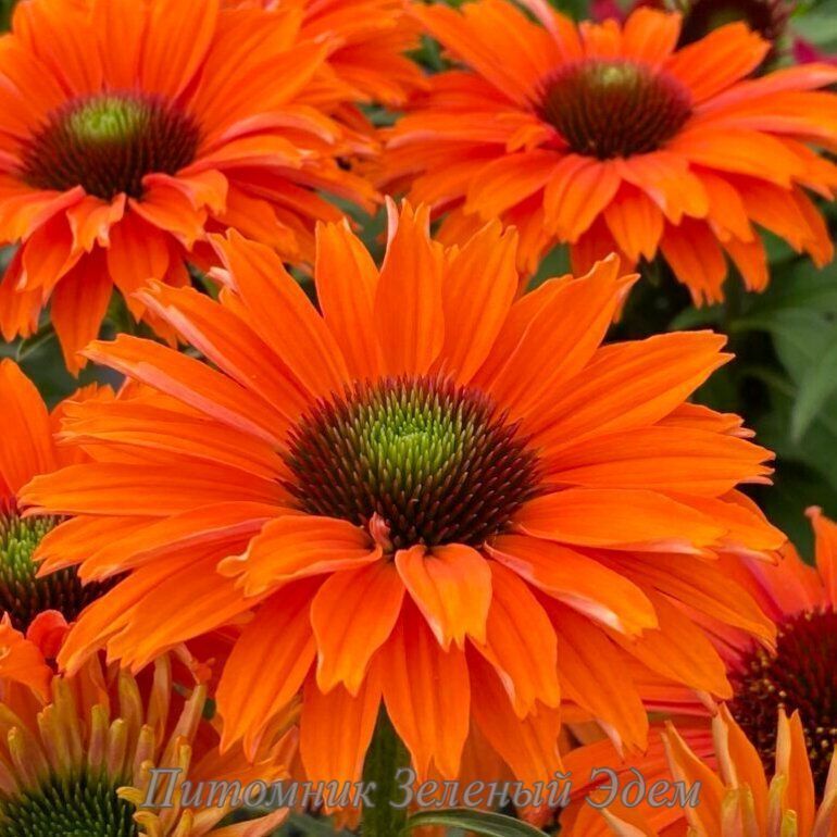 Питомник саженцев Green Edem