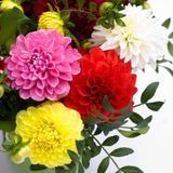 Интернет-магазин "Профессиональные семена"