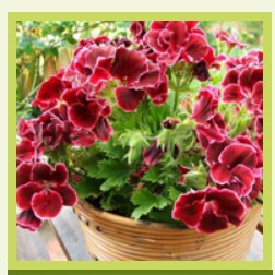 Магазин семян У-Дача Агро