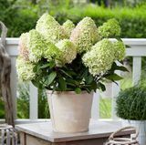 Питомник саженцев Green Edem