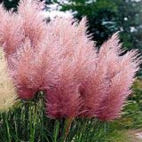 Питомник саженцев Green Edem