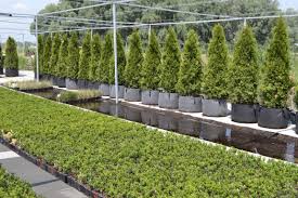 Супермаркет декоративных и плодовых растений Botanic Market