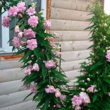 Интернет-магазин AgroMisto